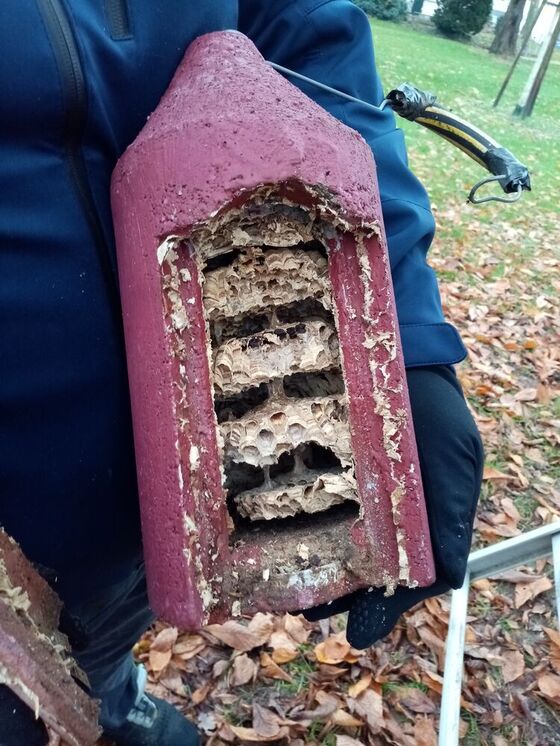 Fremdbenutzer im Nistkasten