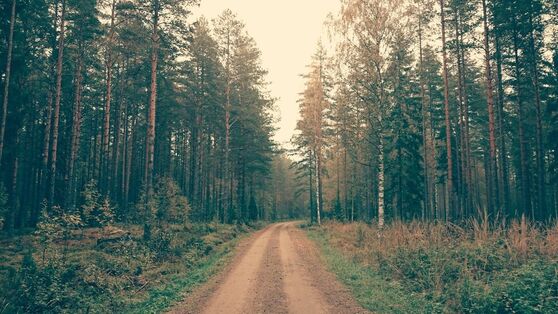 Photo by Shovy Rahman from Pexels