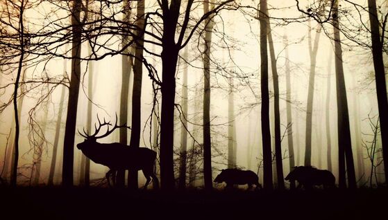 Bild von cocoparisienne auf Pixabay
